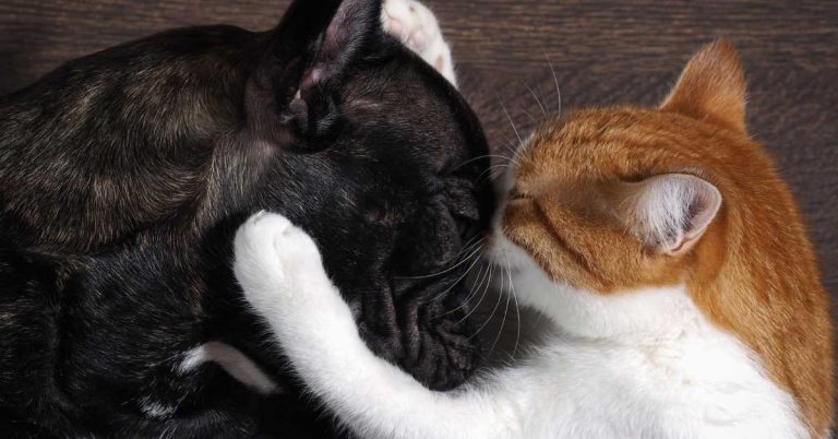 Emotional Behan Shayari: Heartfelt Lines to Celebrate Sisterly Love